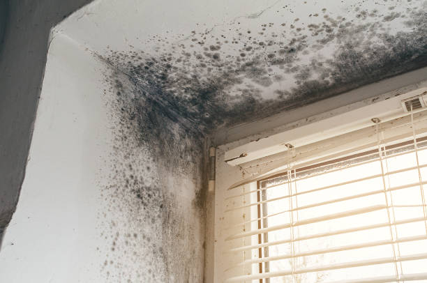 Affordable Hvac And Air Duct Mold Remediation solutions in Port Ludlow, WA
